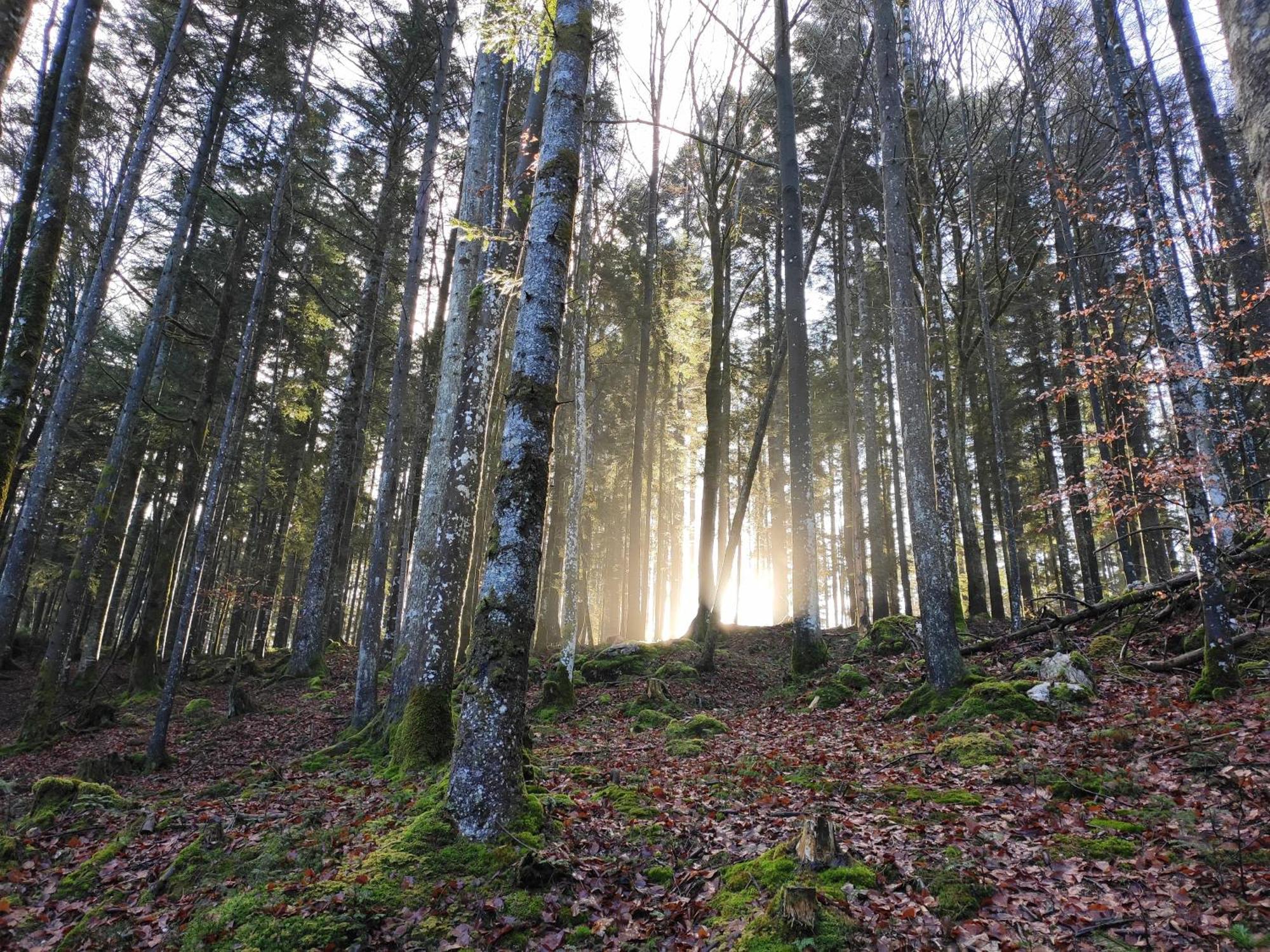 Naturresort Fischergut - Lodge Wolfgangthal Sankt Wolfgang im Salzkammergut Экстерьер фото